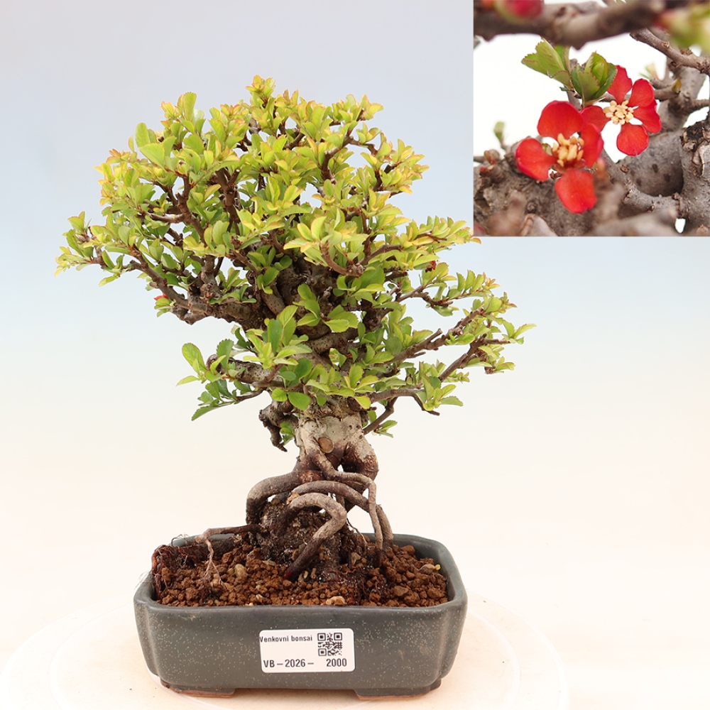 Bonsaï d'extérieur - Chaneomeles speciosa Chojubai