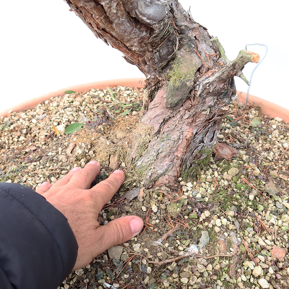 Pinus sylvestris Espagne - pin sylvestre