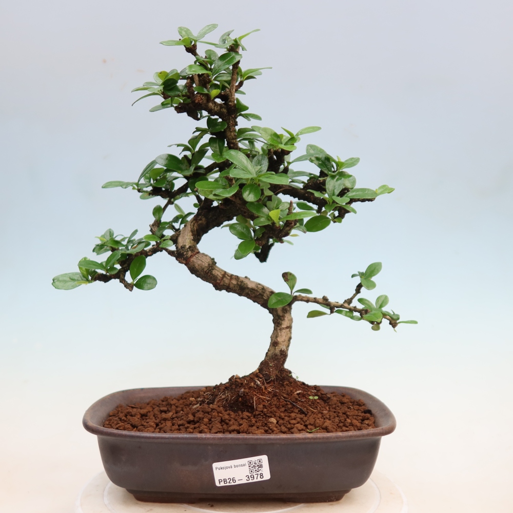 Bonsaï de chambre - Carmona macrophylla - Tea fuki