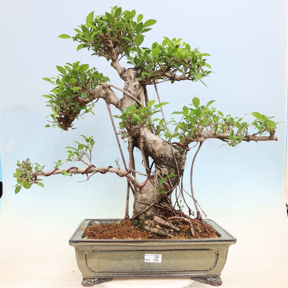 Salle bonsaï - Ficus kimmen - ficus à petites feuilles