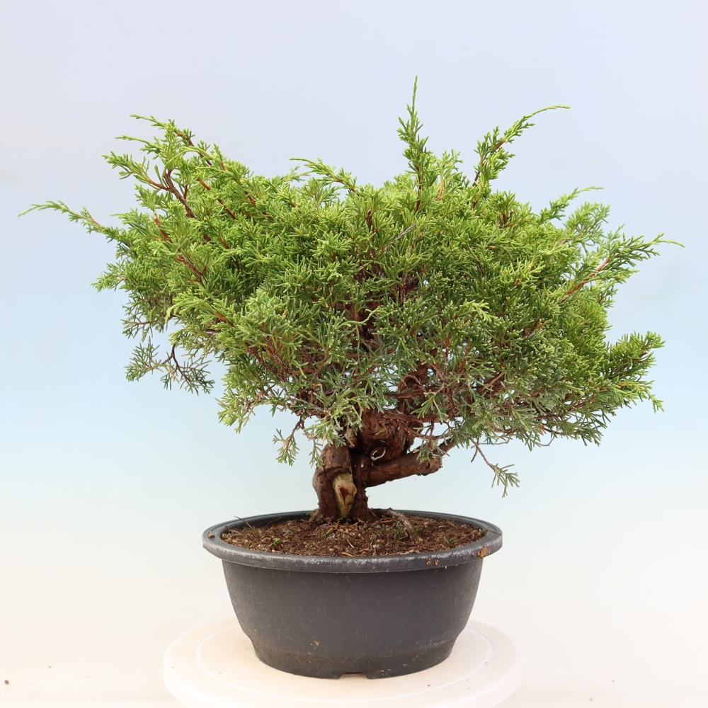 Bonsaï d'extérieur - Juniperus chinensis Itoigawa-Juniperus chinensis