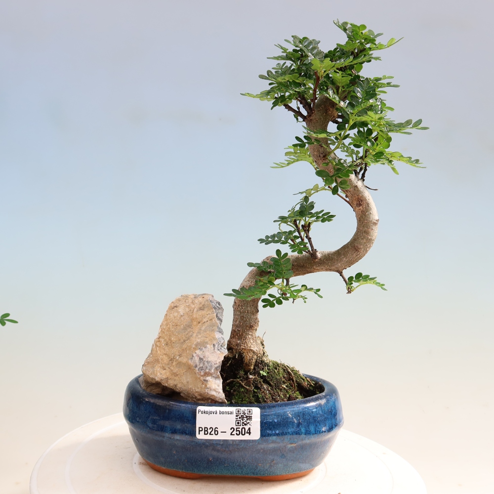 Salle bonsaï - Zantoxylum piperitum - arbre à poivre