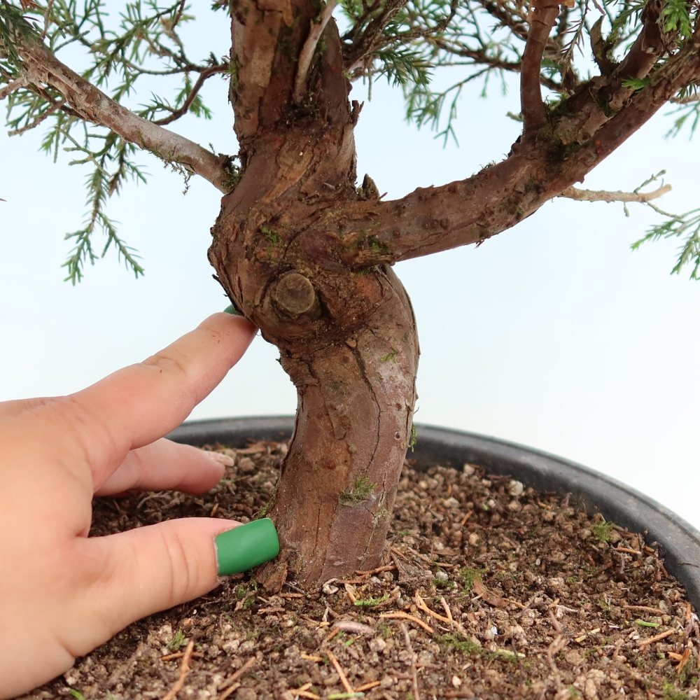 Bonsaï d'extérieur - Juniperus chinensis Itoigawa-Juniperus chinensis