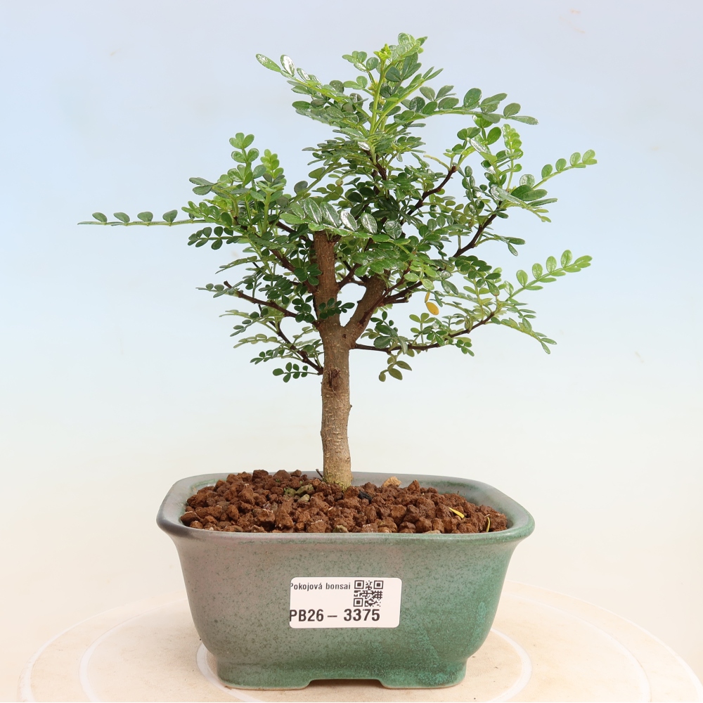Salle bonsaï - Zantoxylum piperitum - arbre à poivre