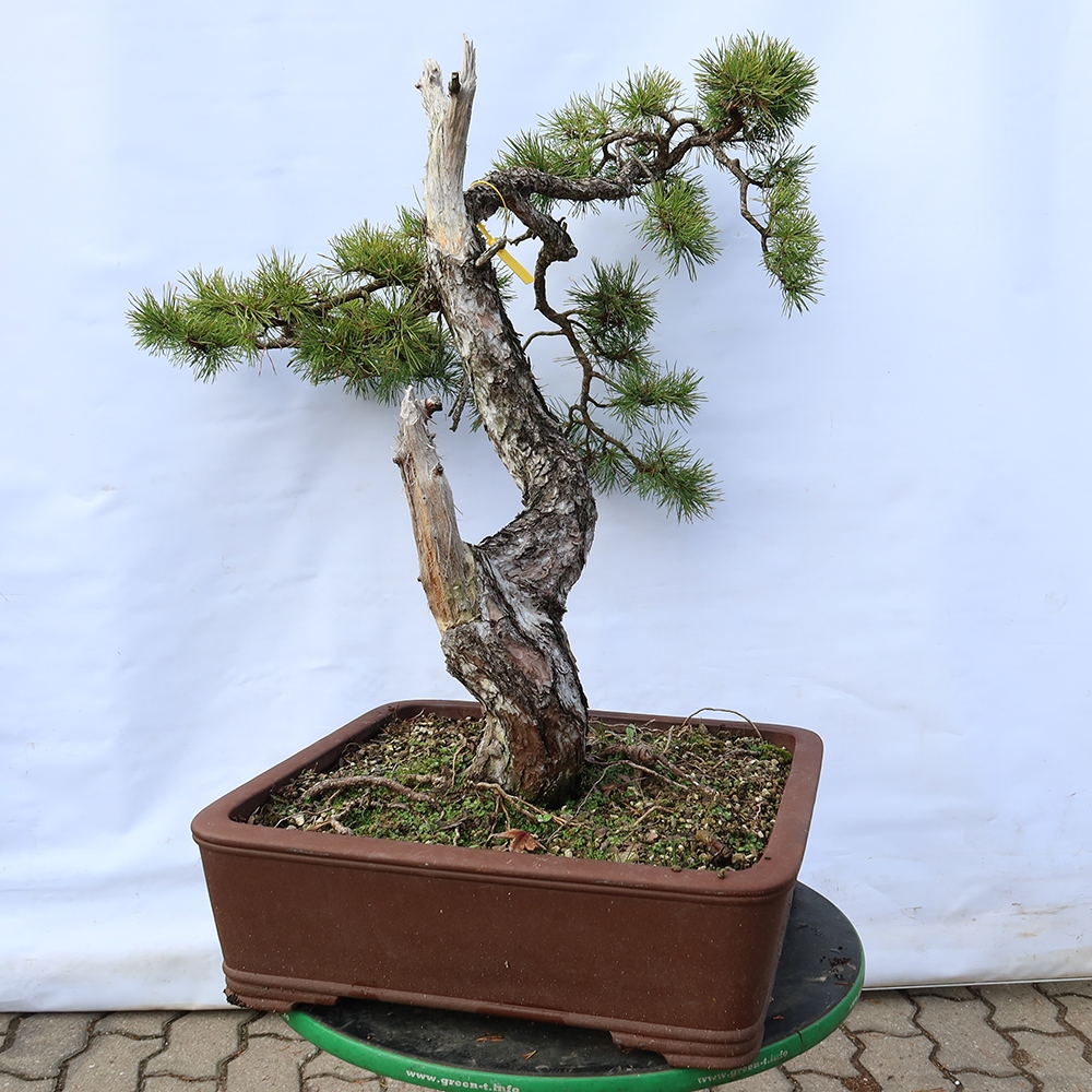 Pinus sylvestris Espagne - pin sylvestre