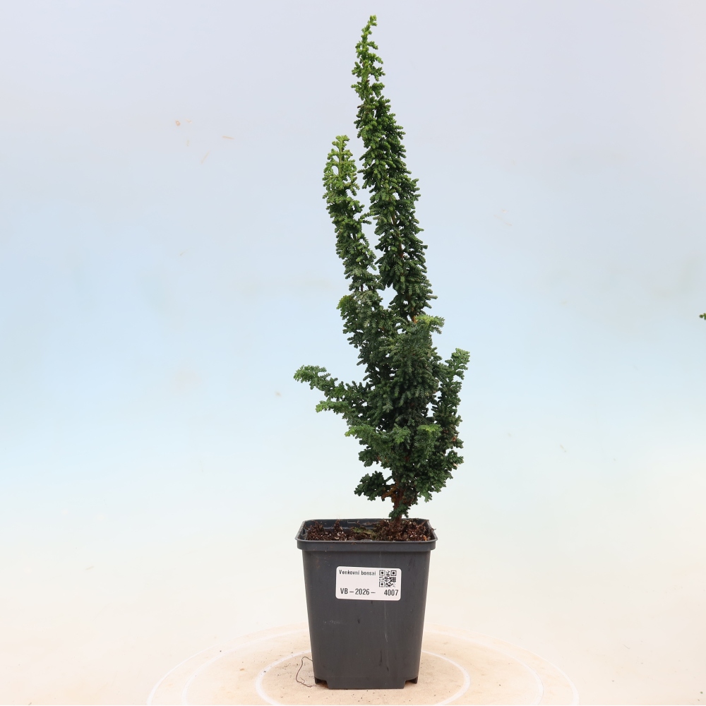 Bonsaï d'extérieur - Cham. obtusa SEKKA HINOKI - Cyprès
