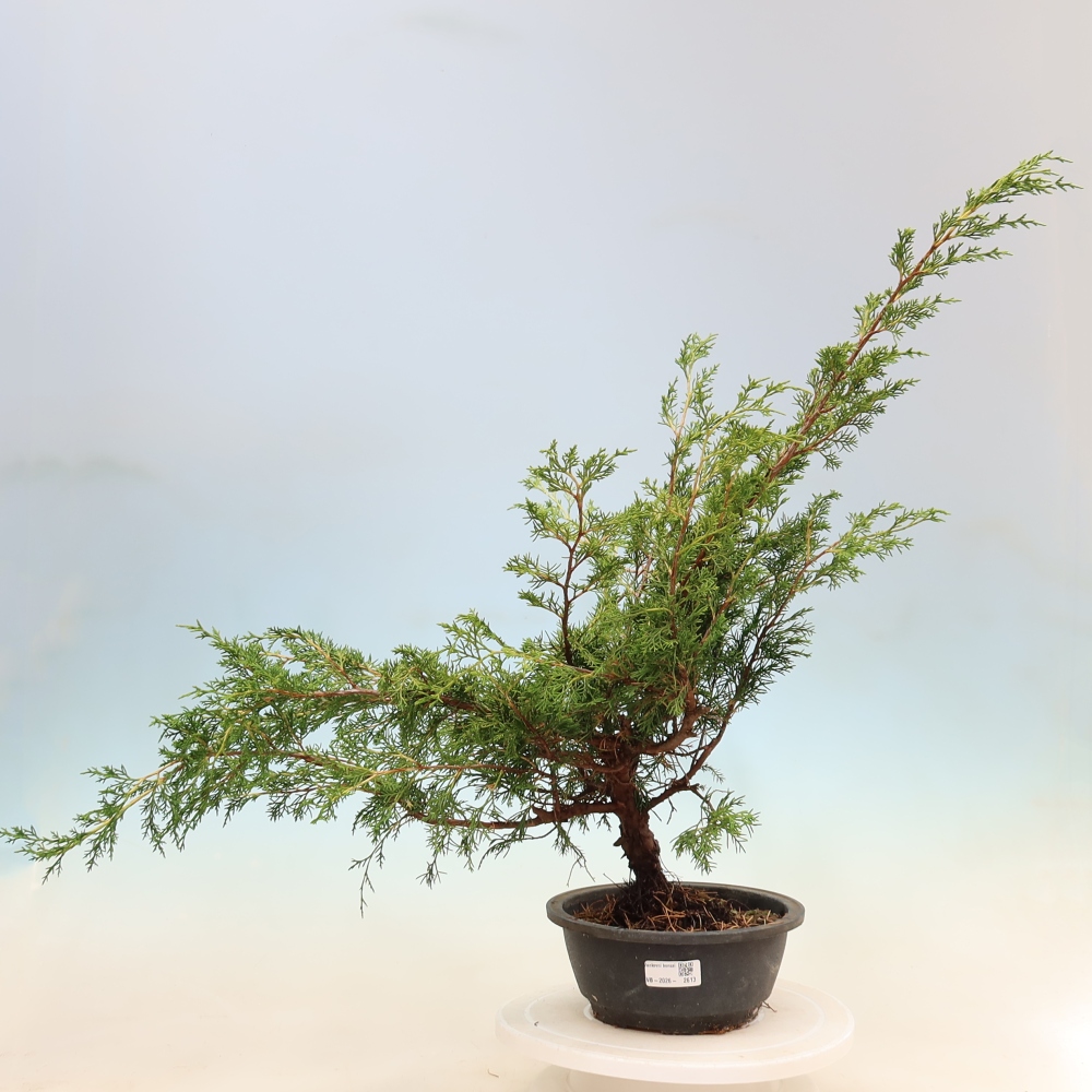 Bonsaï d'extérieur - Juniperus chinensis Itoigawa