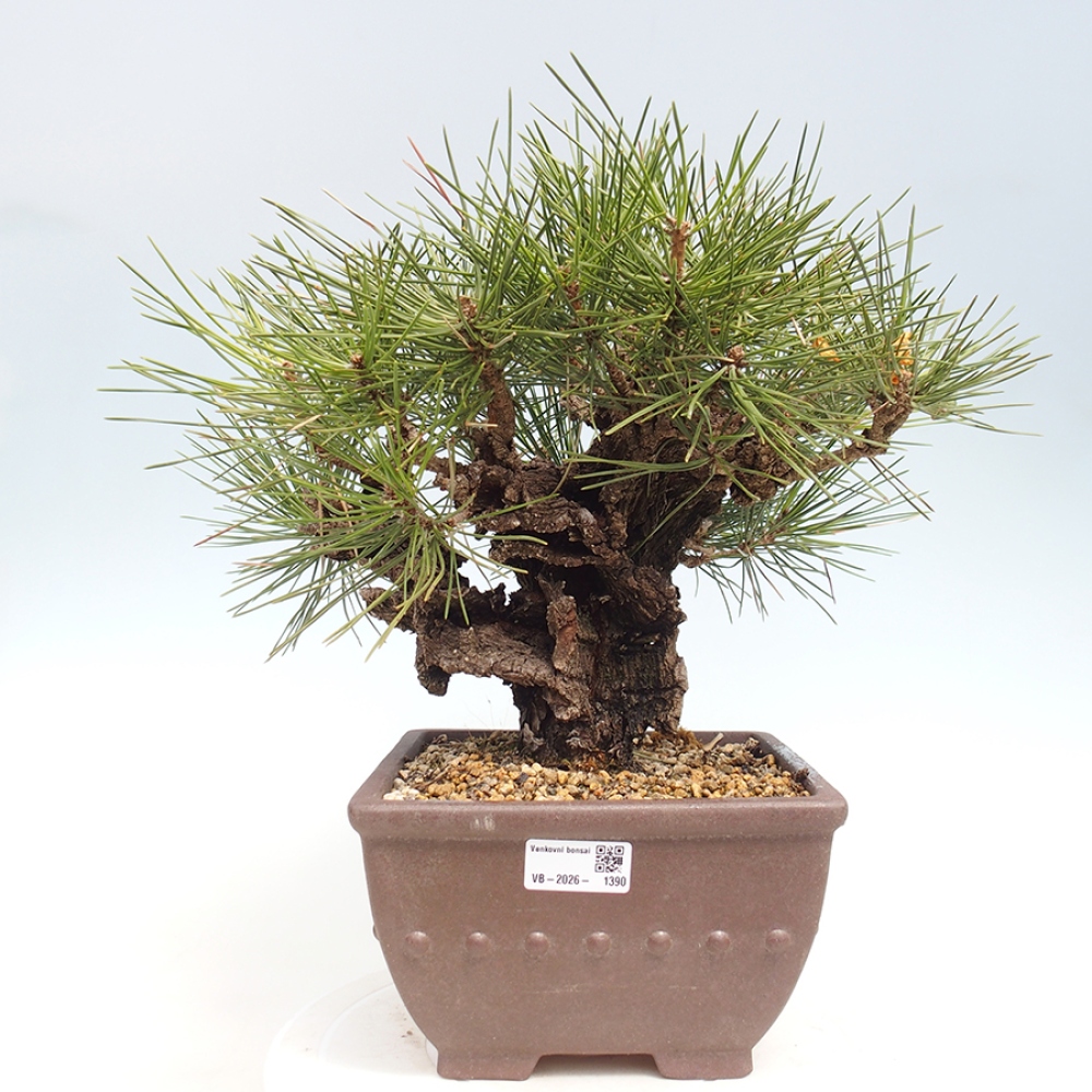 Bonsaï d'extérieur - Pinus thunbergii - Pin de Thunberg