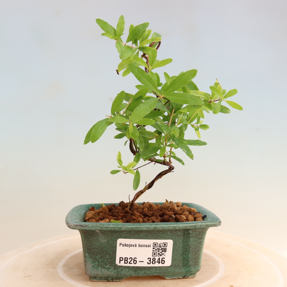 Bonsaï de chambre-PUNICA granatum nana-Pomme grenat