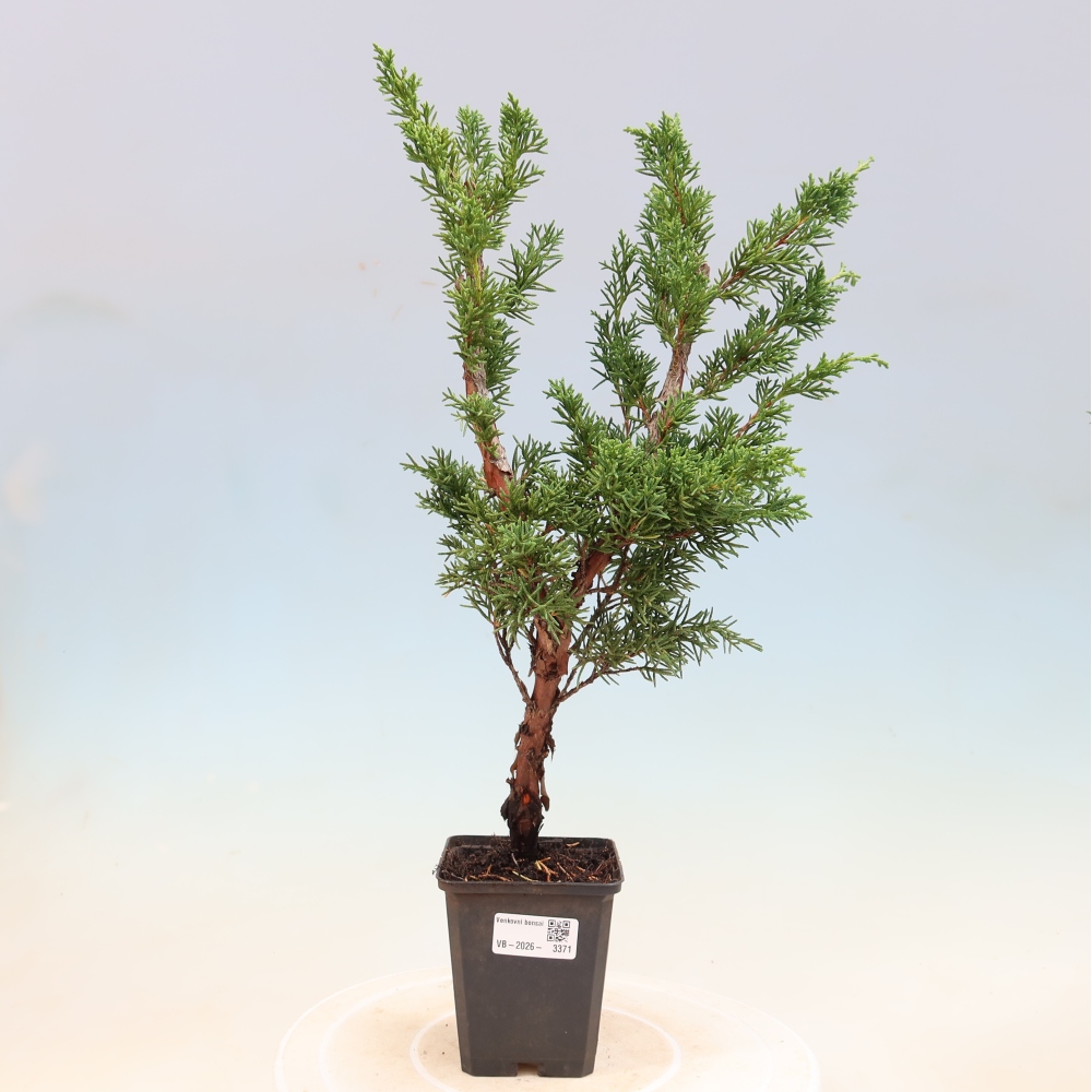 Bonsaï d'extérieur - Juniperus chinensis Kishu