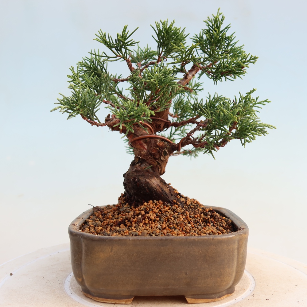 Bonsaï d'extérieur - Juniperus chinensis Itoigawa