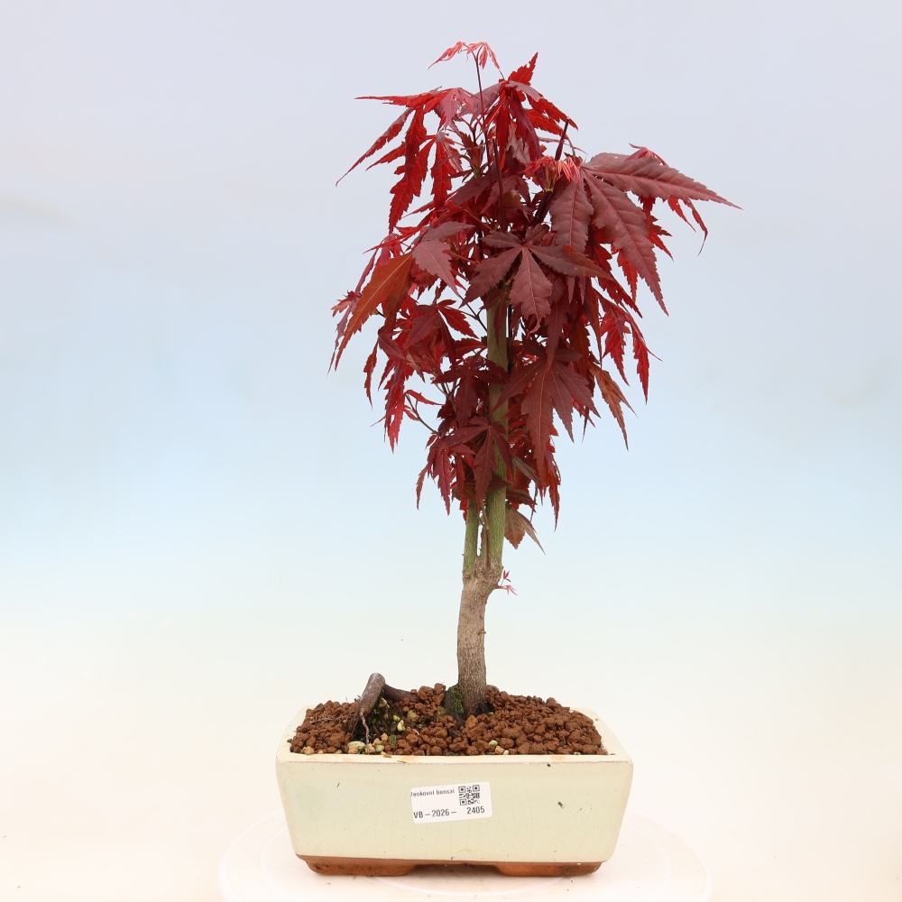 Bonsaï d'extérieur - Acer palm. Atropurpureum-Javor palmate