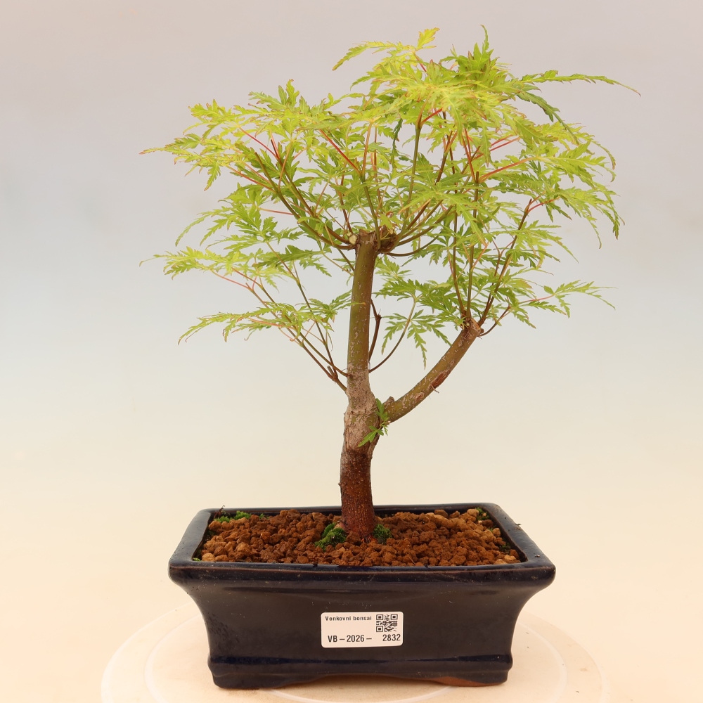 Bonsaï d'extérieur - Acer palmatum Dissectum