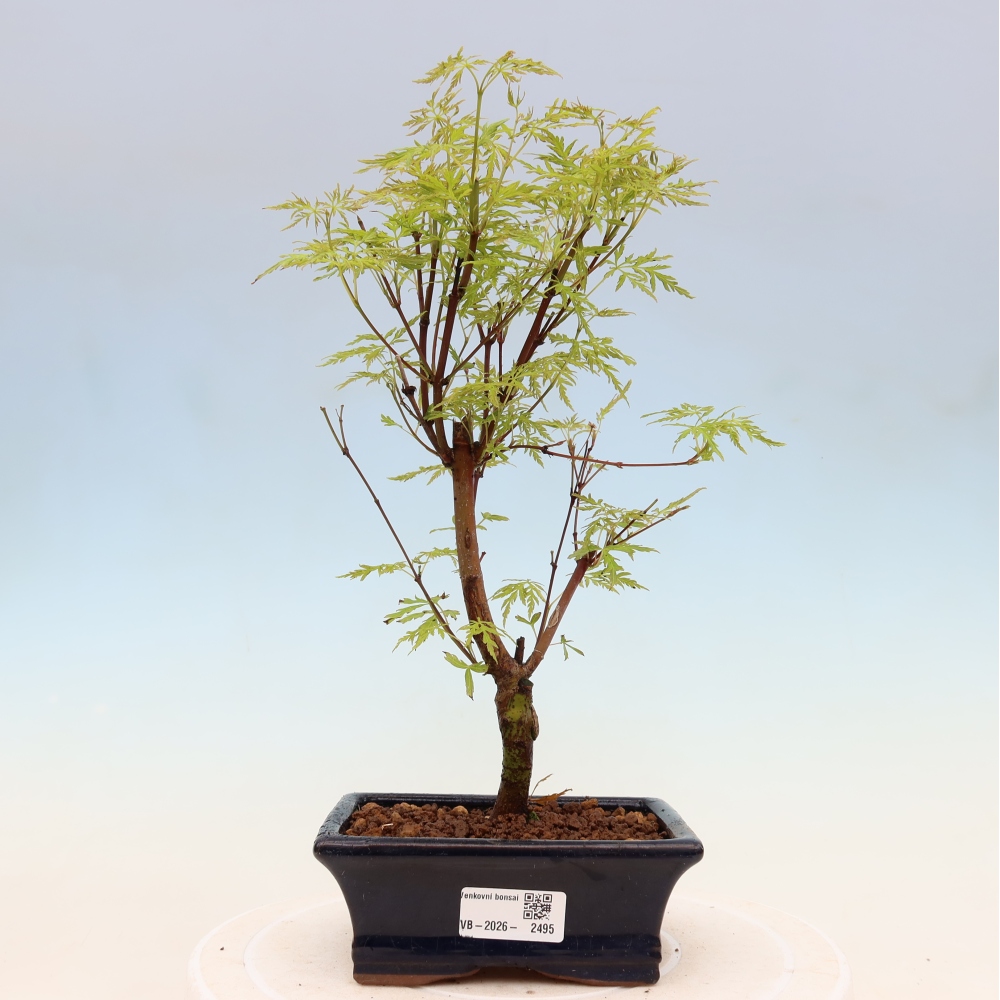Bonsaï d'extérieur - Acer palmatum Dissectum