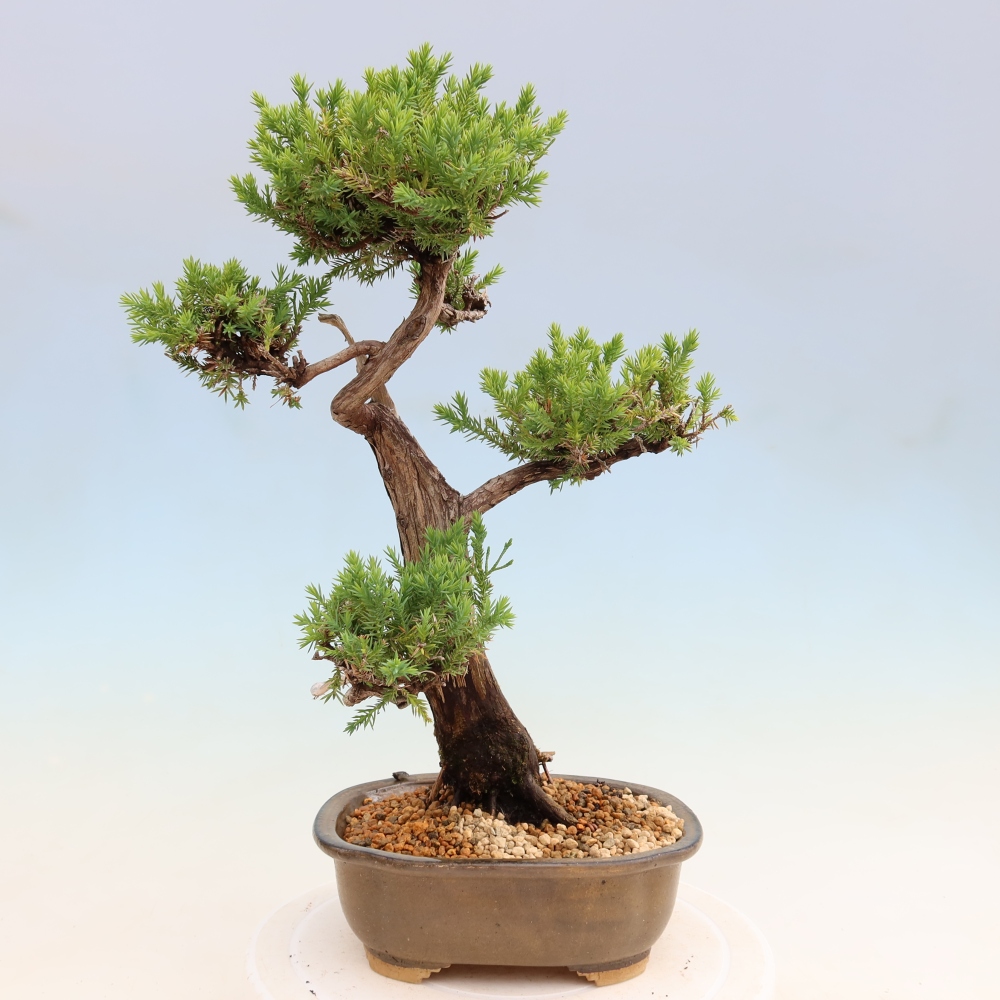 Bonsaï d'extérieur - Juniperus squamata – Genévrier écailleux
