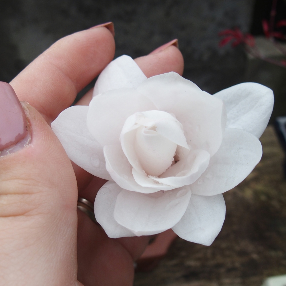 Bonsaï d'extérieur - Magnolia stellata