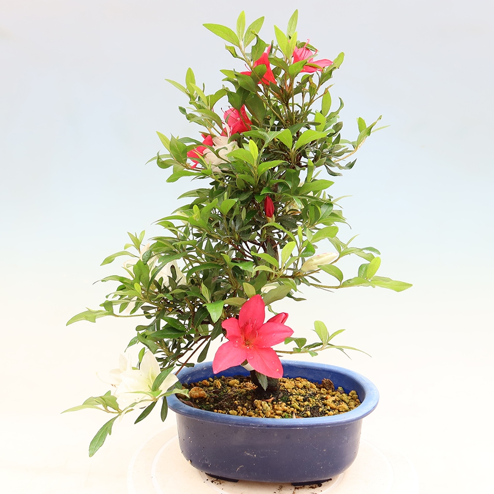 Bonsaï d'extérieur - Azalée japonaise - Azalée CHIHIRO