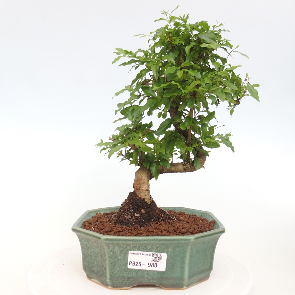 Bonsaï de chambre -Ligustrum chinensis - Bec d'oiseau