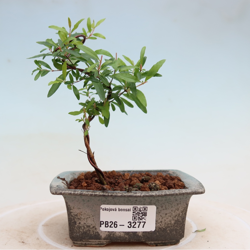 Bonsaï de chambre-PUNICA granatum nana-Pomme grenat