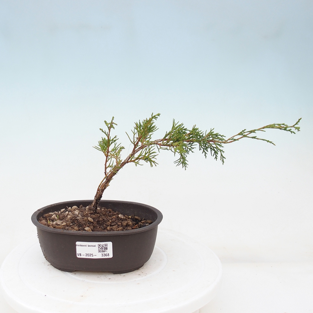 Bonsaï d'extérieur - Juniperus chinensis Itoigawa