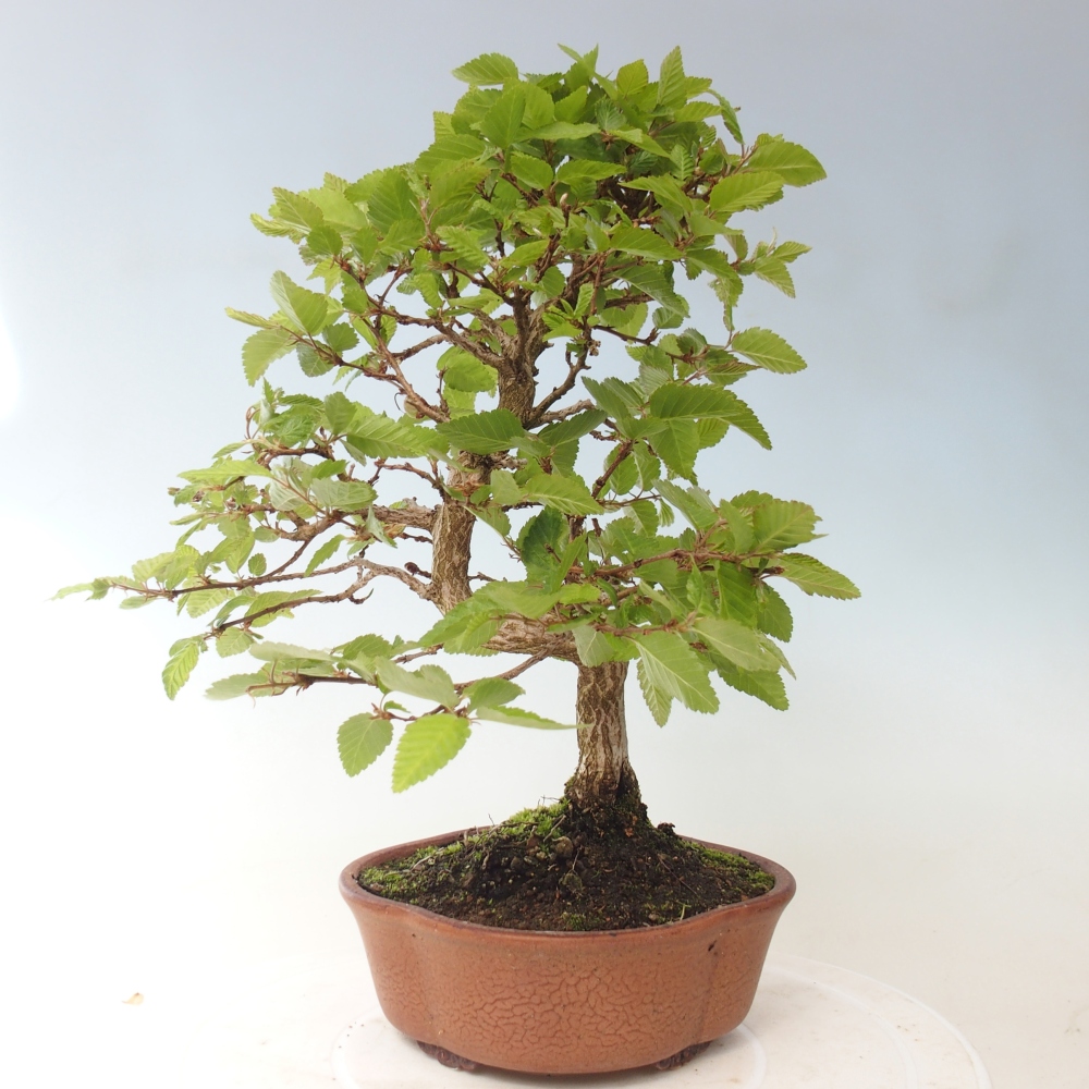 Bonsaï d'extérieur -Carpinus CARPINOIDES - Charme de Corée