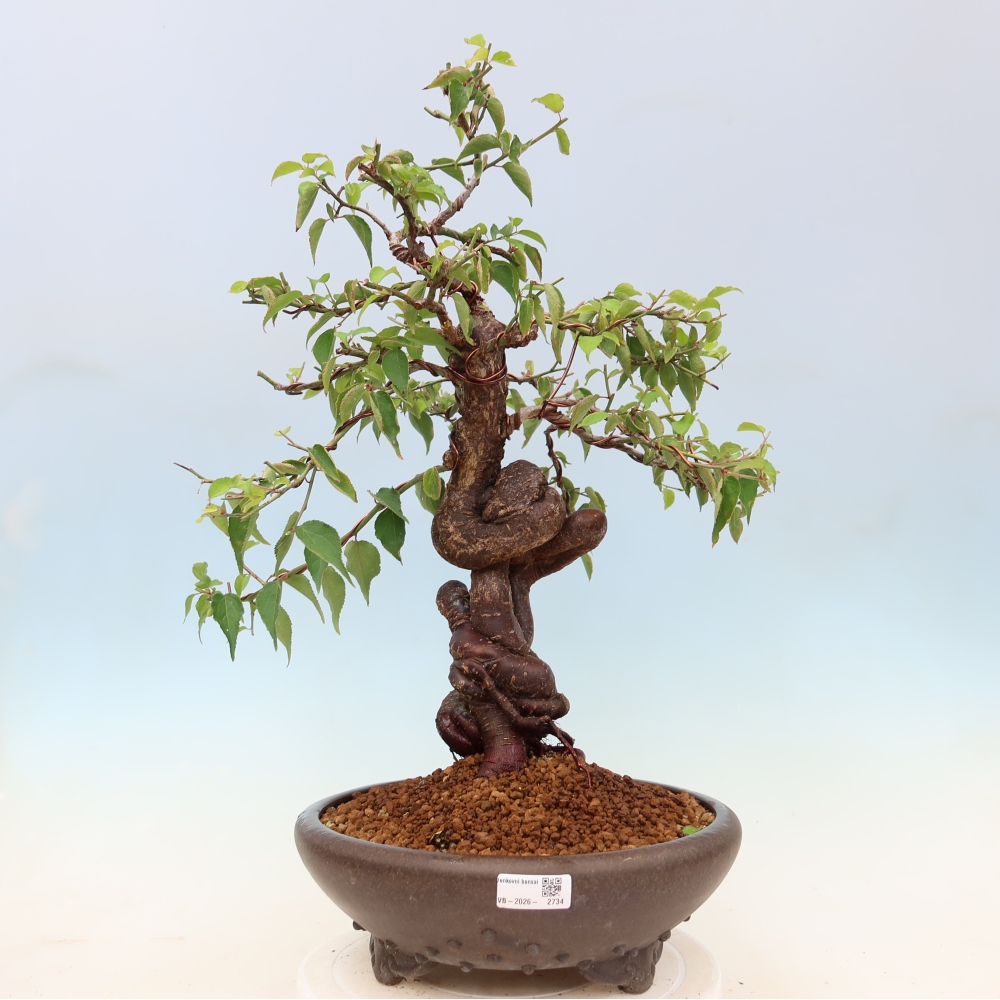 Bonsaï d'extérieur - Abricotier japonais - Prunus Mume