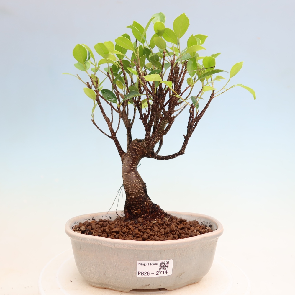 Salle bonsaï - Ficus kimmen - ficus à petites feuilles