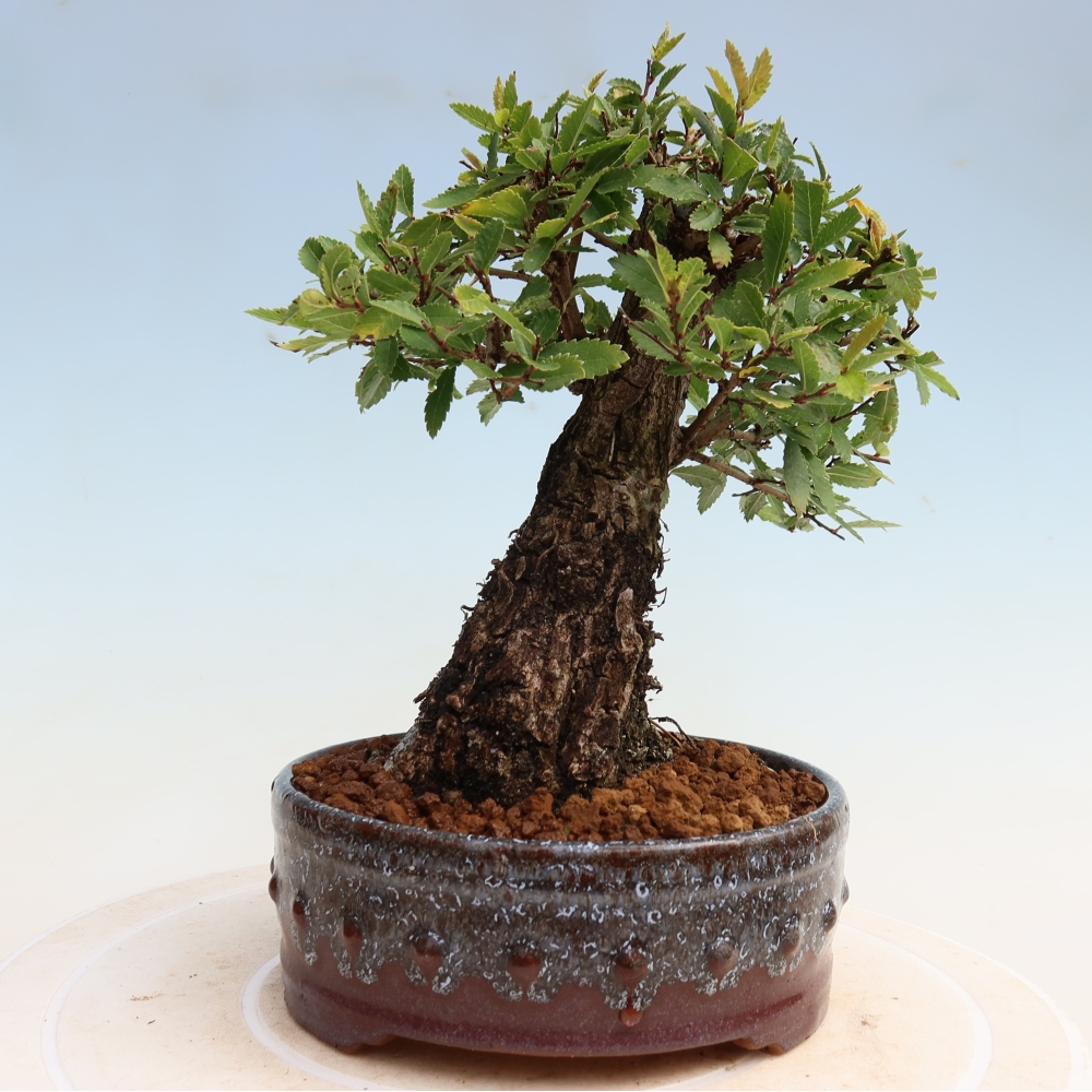 Bonsaï d'extérieur - Zelkova - Zelkova NIRE