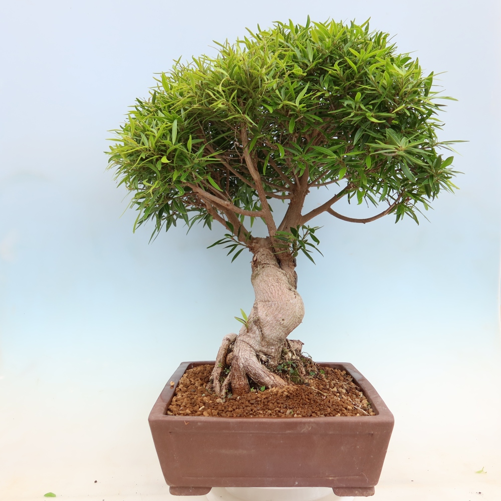 Salle bonsaï - Ficus nerifolia - ficus à petites feuilles