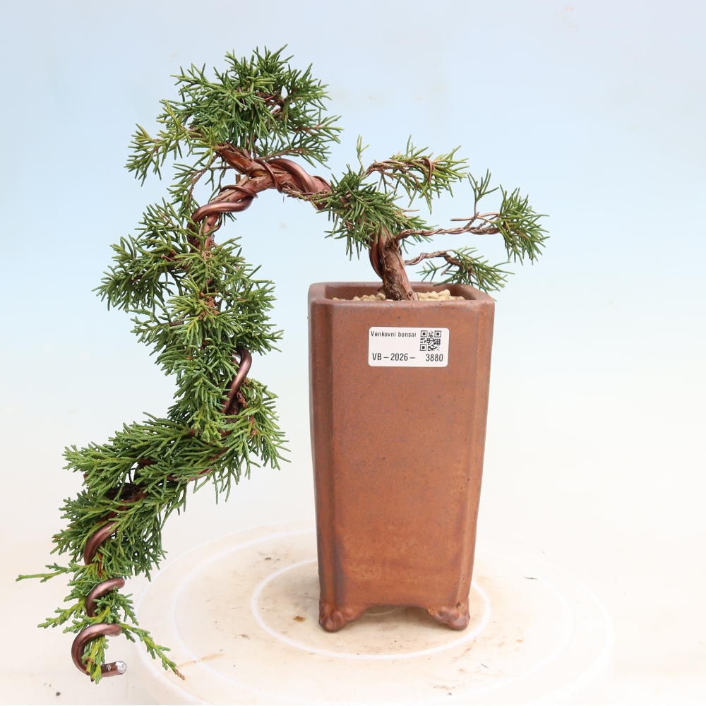 Bonsaï d'extérieur - Juniperus chinensis Kishu