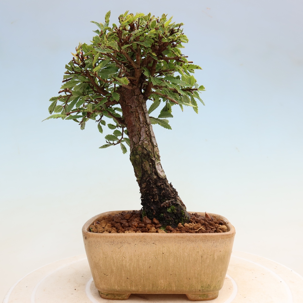 Bonsaï d'extérieur - Zelkova - Zelkova NIRE