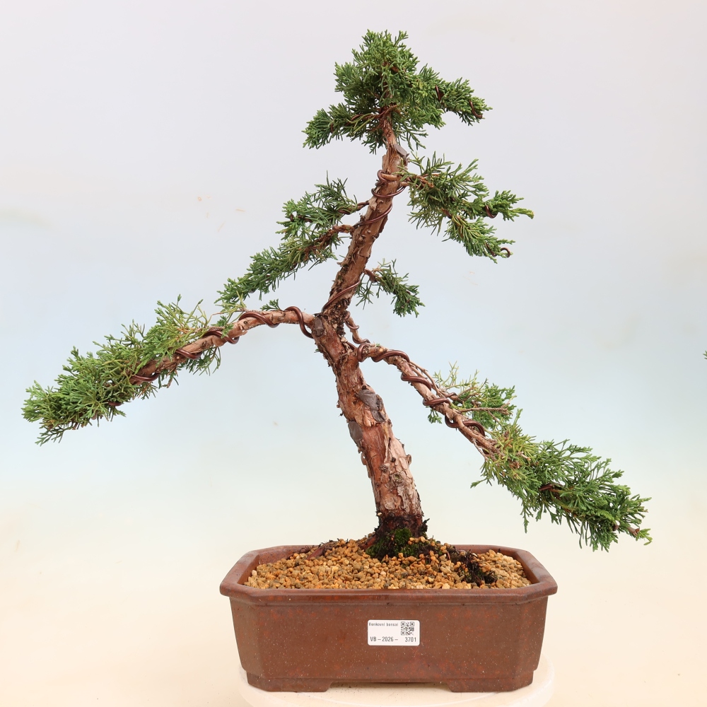 Bonsaï d'extérieur - Juniperus chinensis Kishu