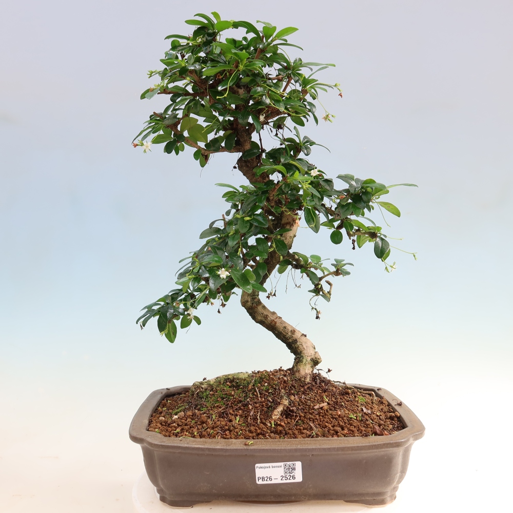 Bonsaï de chambre - Carmona macrophylla - Tea fuki