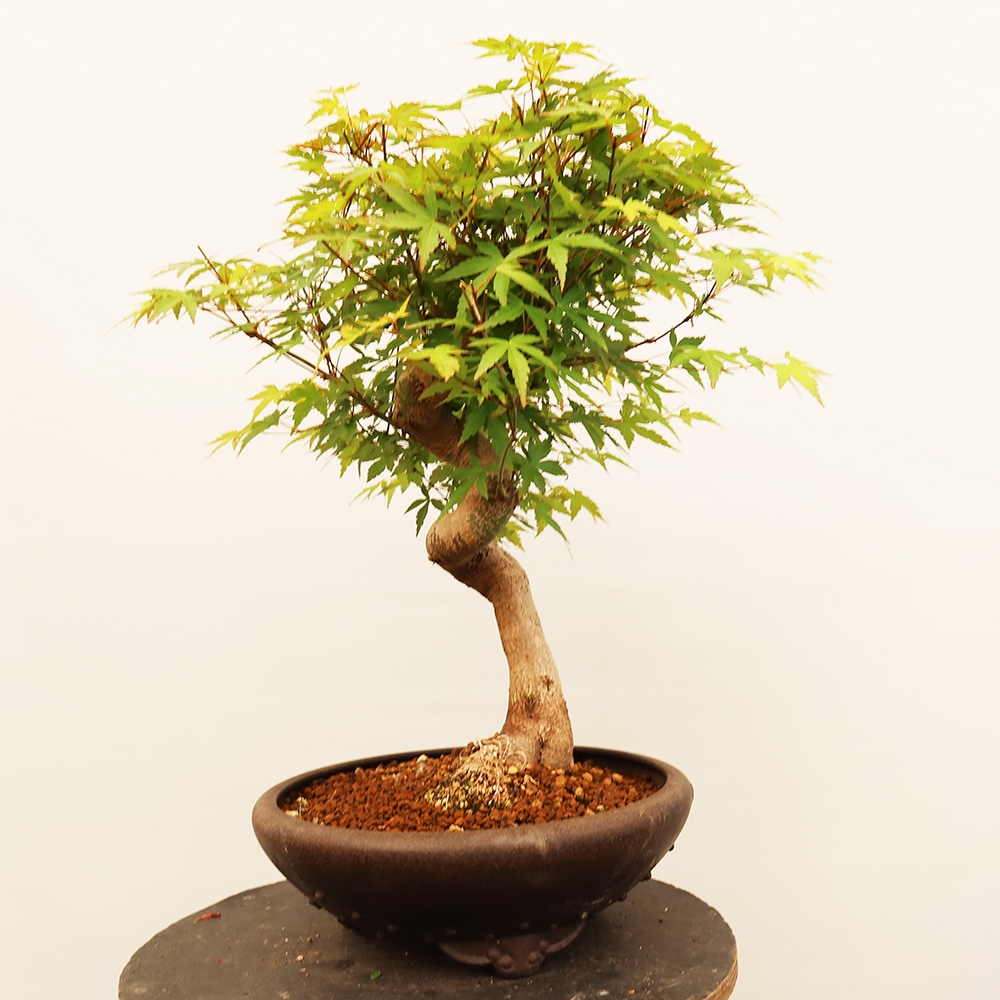 Bonsaïs d'extérieur - Maple palmatum - Palmiers