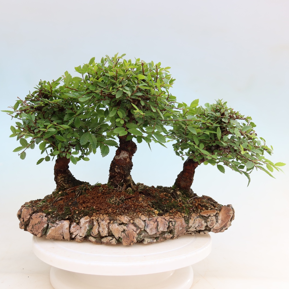 Bonsaï d'extérieur - Zelkova - Zelkova NIRE - petit bosquet