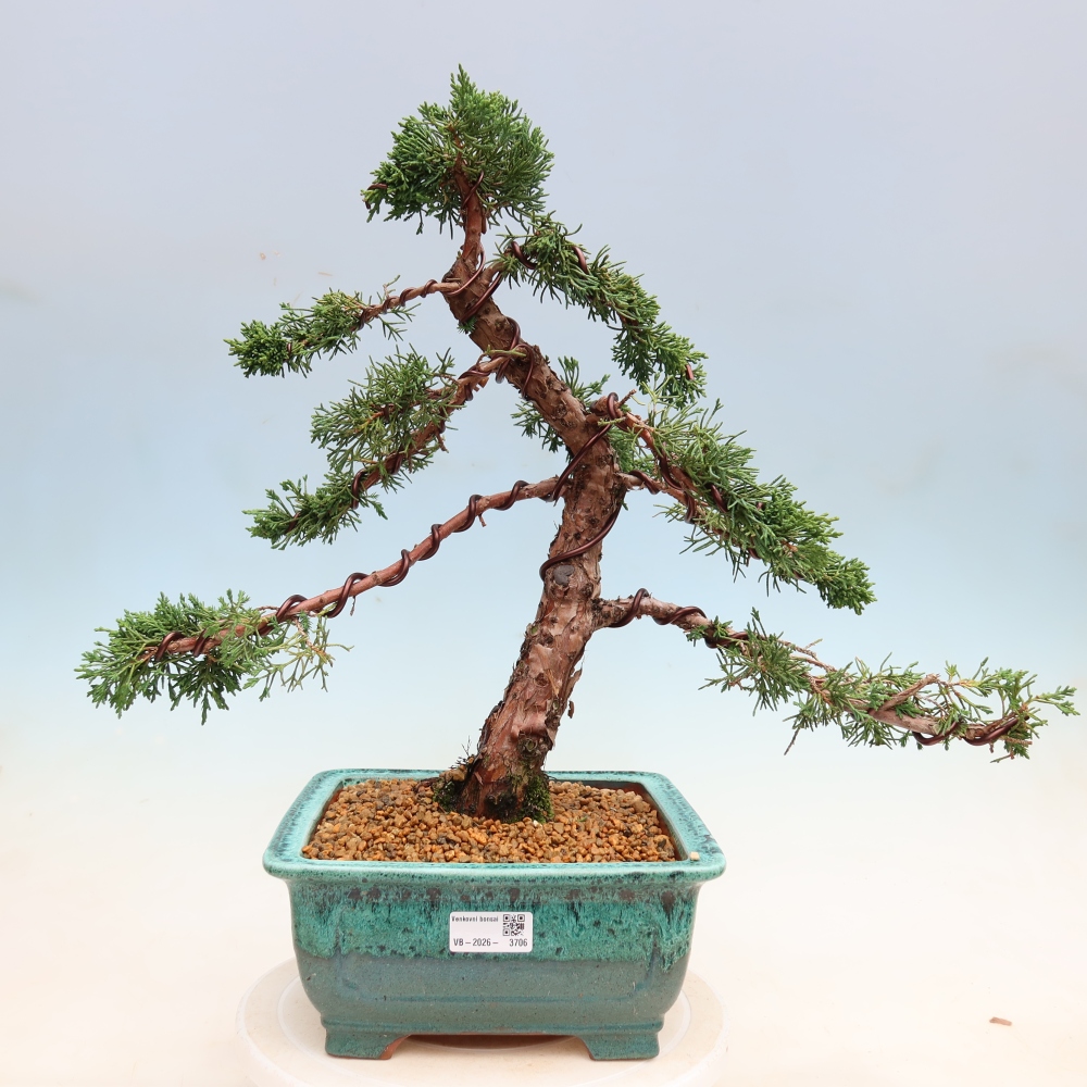 Bonsaï d'extérieur - Juniperus chinensis Kishu