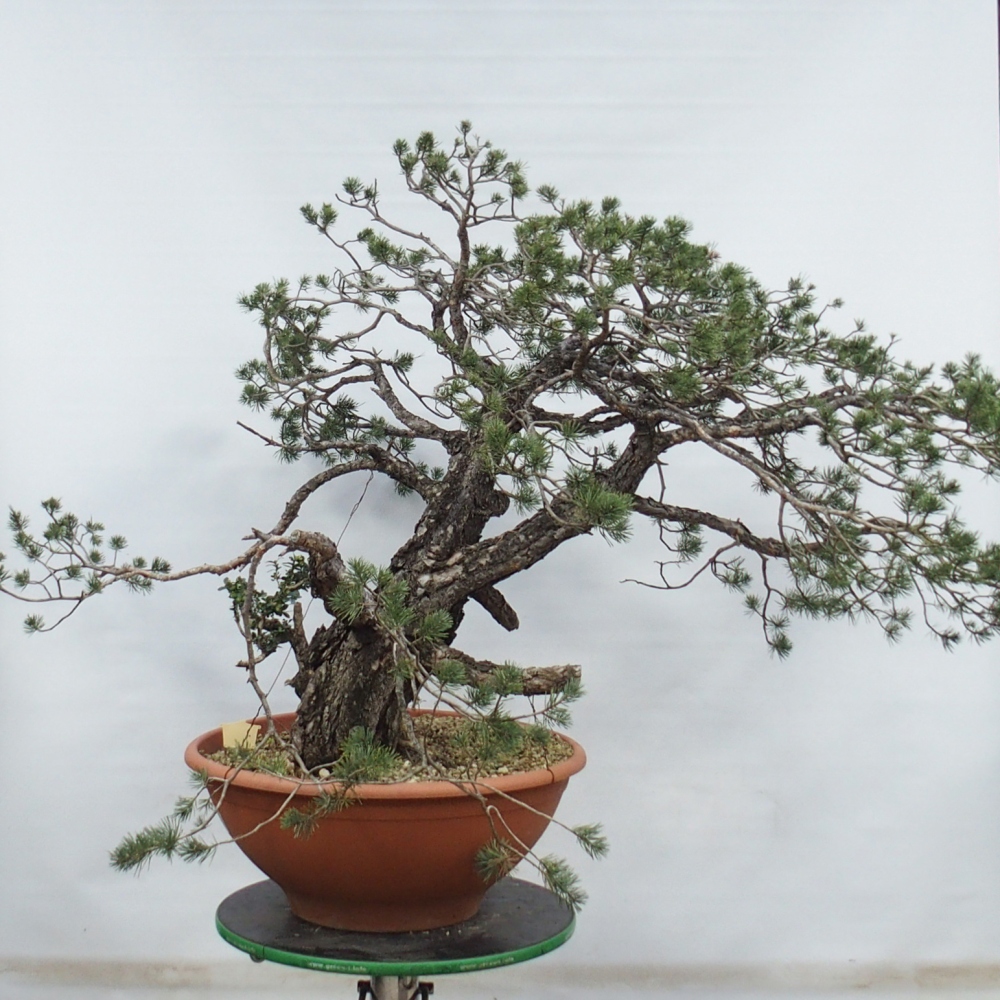 Yamadori - Pinus sylvestris Espagne