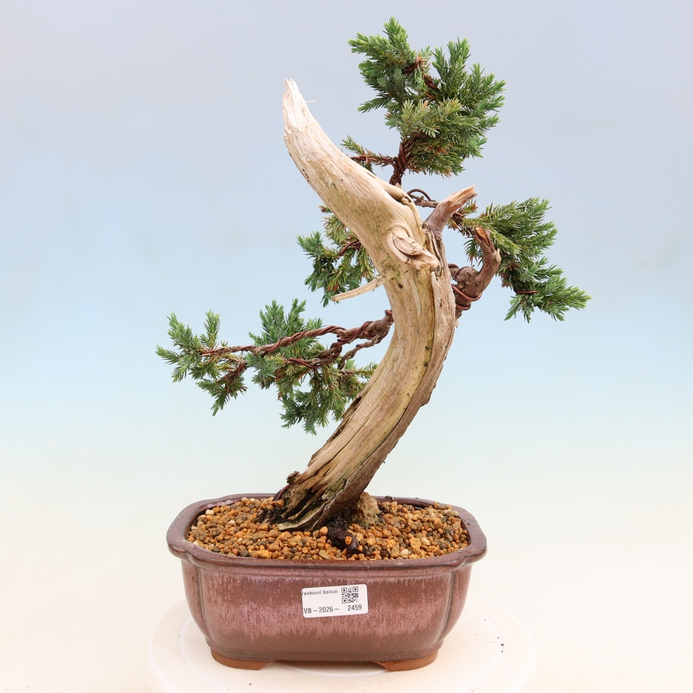 Bonsaï d'extérieur - Juniperus squamata – Genévrier écailleux