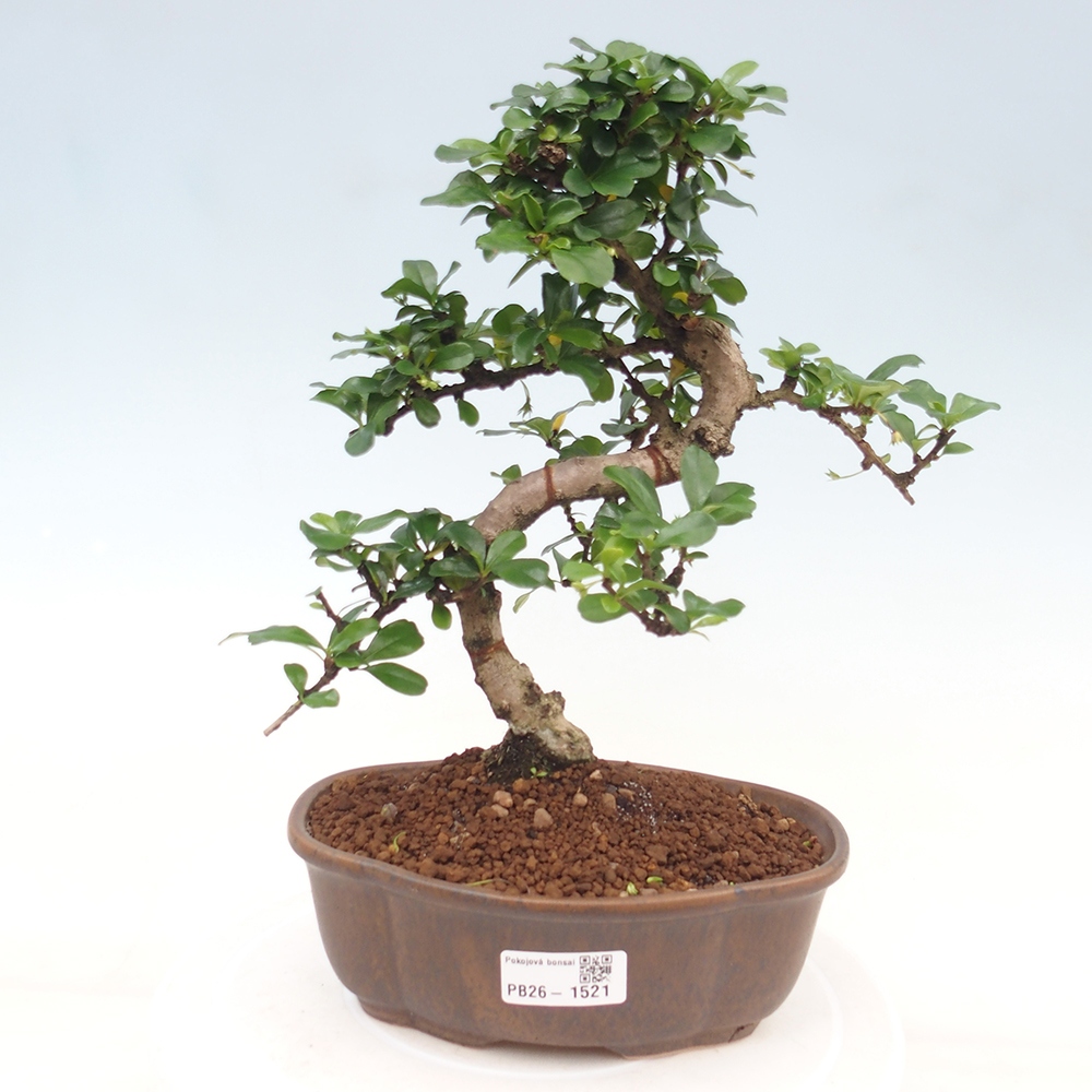 Bonsaï de chambre - Carmona macrophylla - Tea fuki