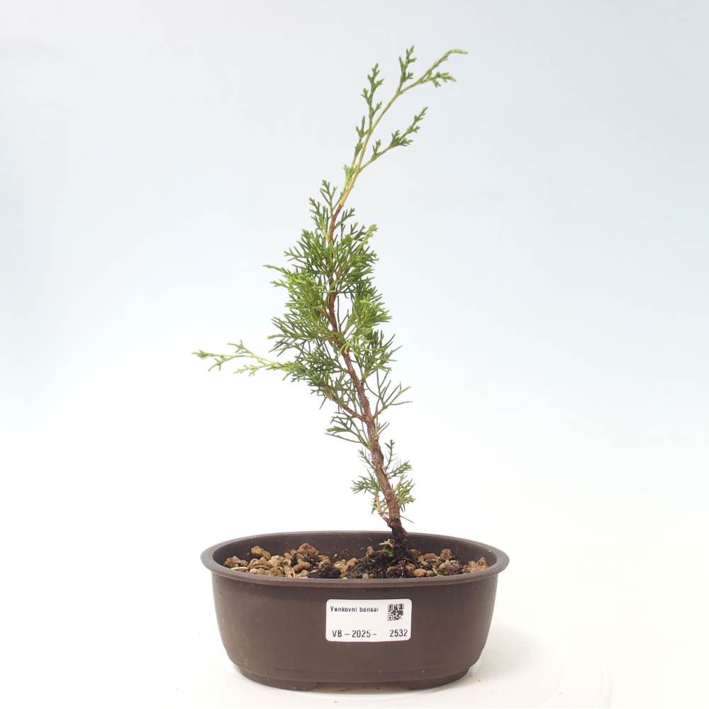 Bonsaï d'extérieur - Juniperus chinensis Itoigawa