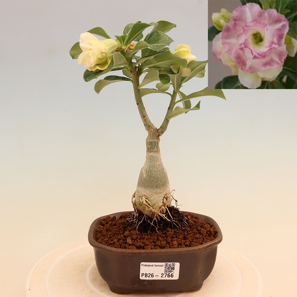Bonsaï d'intérieur - Adenium obesum greffé V.F.S.412  - Rose du désert