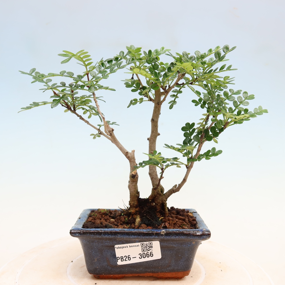 Salle bonsaï - Zantoxylum piperitum - arbre à poivre