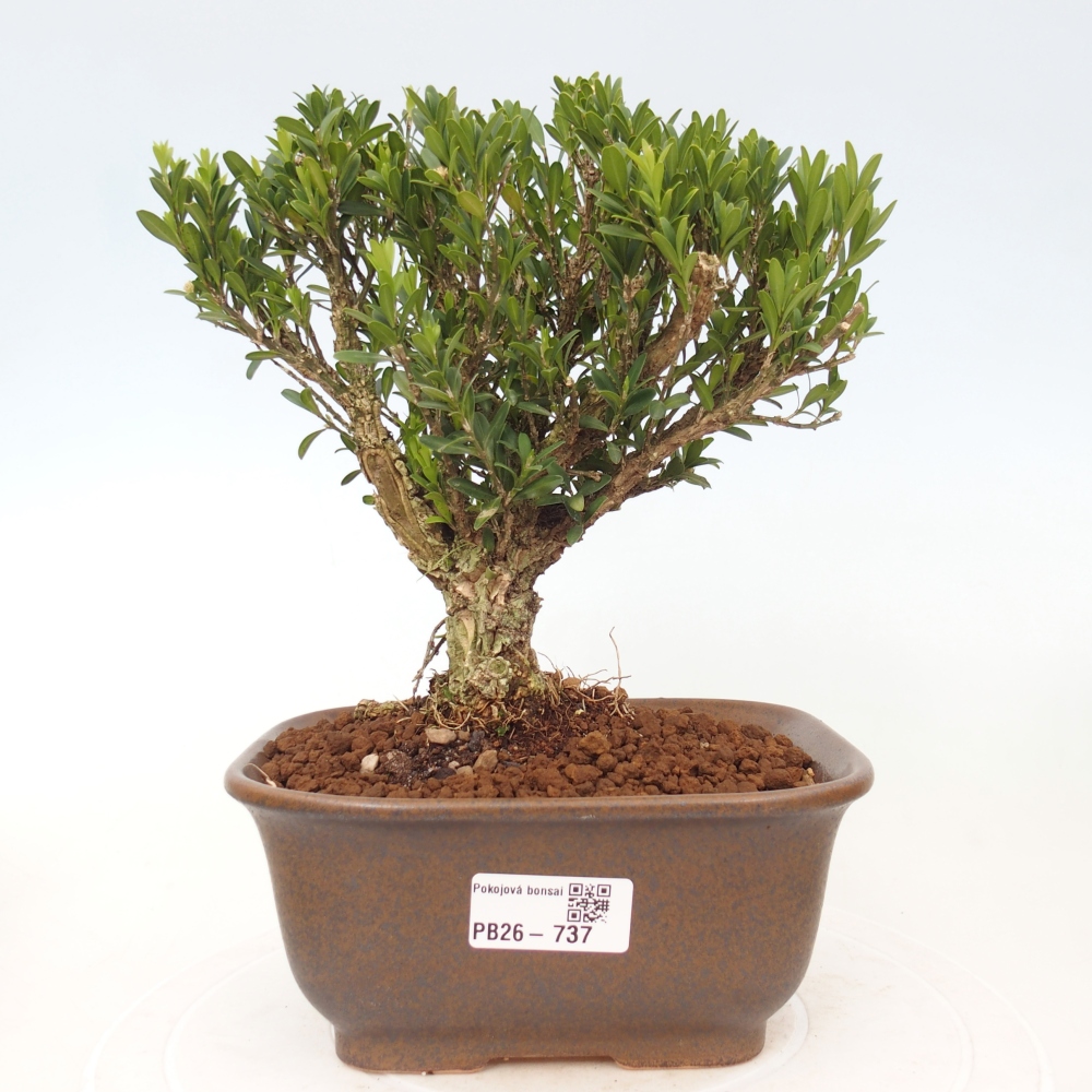Bonsaï de chambre - Buxus harlandii - buxus liège