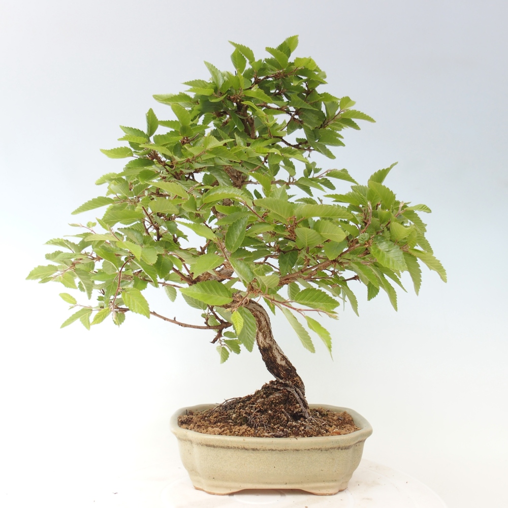 Bonsaï d'extérieur -Carpinus CARPINOIDES - Charme de Corée