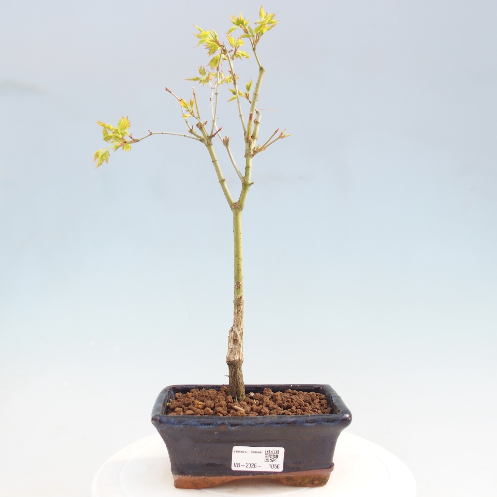 Acer palmatum Aureum - Érable doré