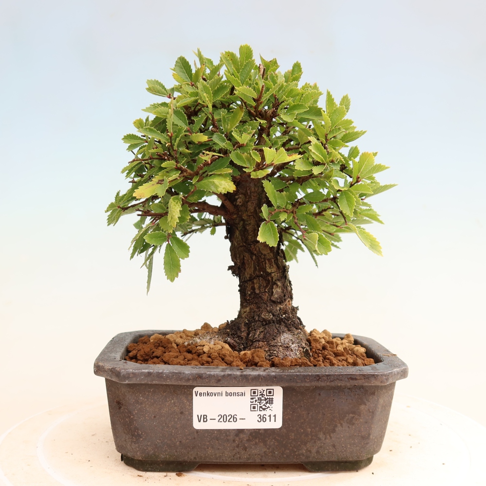 Bonsaï d'extérieur - Zelkova - Zelkova NIRE