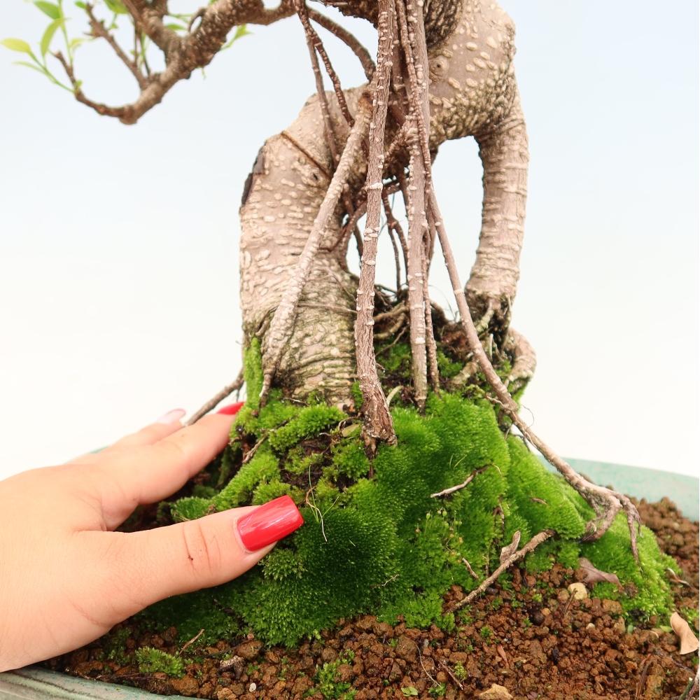 Salle bonsaï - Ficus kimmen - ficus à petites feuilles