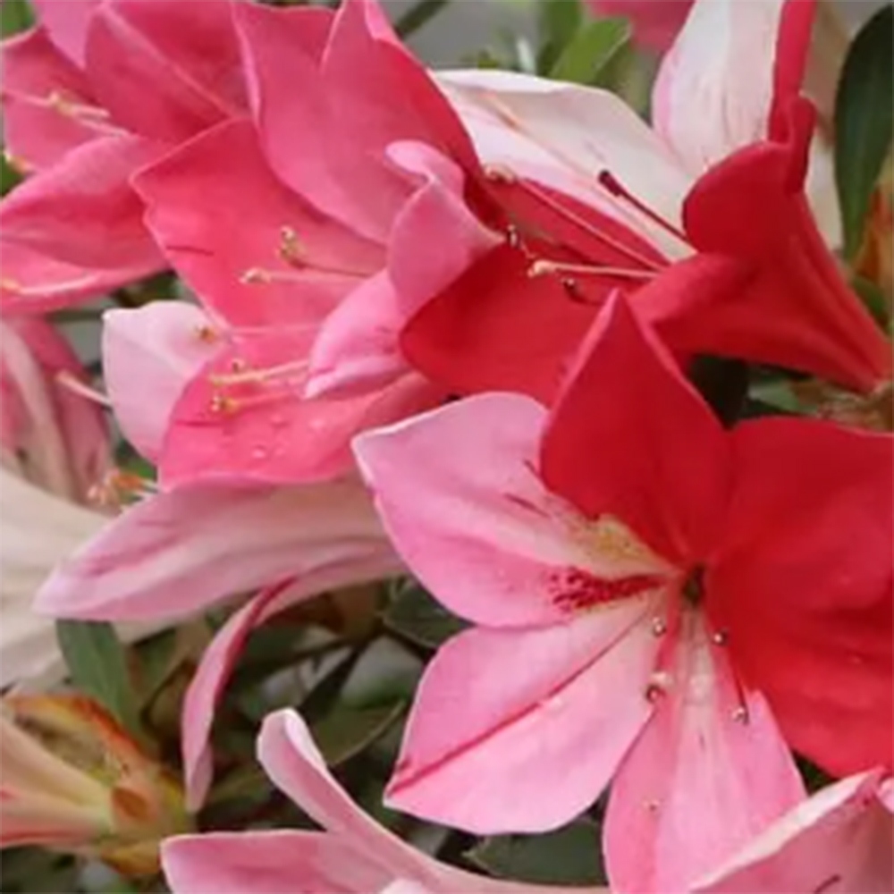 Bonsaï d'extérieur - Azalée japonaise - Azalea Haruurara