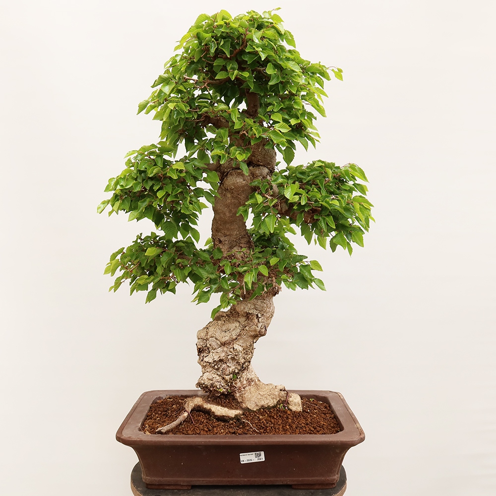 Bonsaï d'extérieur -Carpinus Coreana - Charme de Corée