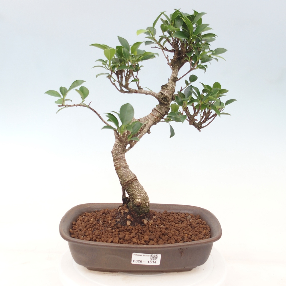 Salle bonsaï - Ficus kimmen - ficus à petites feuilles